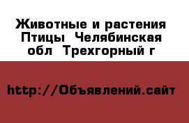 Животные и растения Птицы. Челябинская обл.,Трехгорный г.